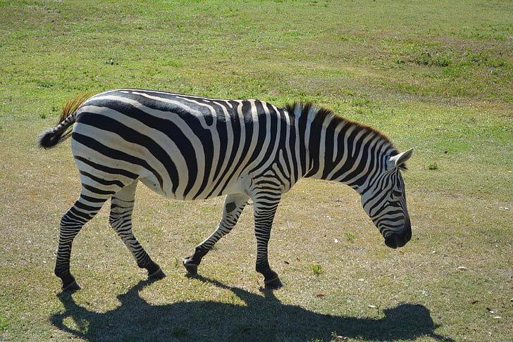 Zebra, Park, dierentuin