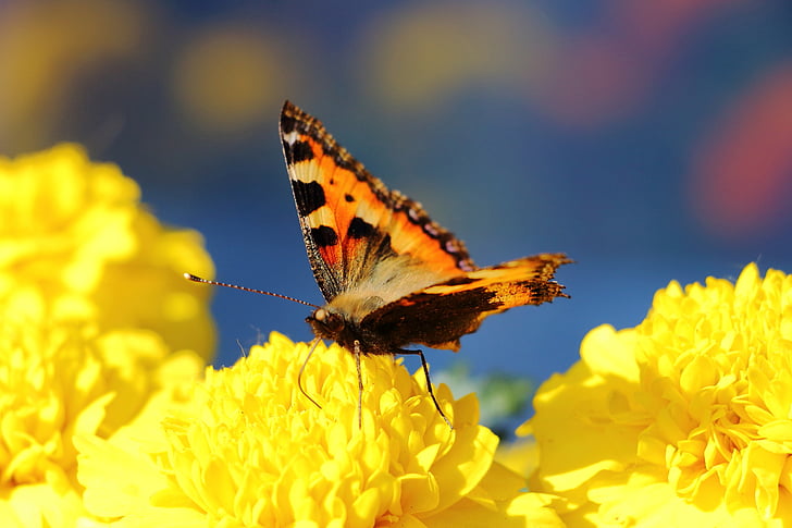Schmetterling, kleiner Fuchs, Insekt, Natur, Schmetterling - Insekt, Tier, tierische Flügel