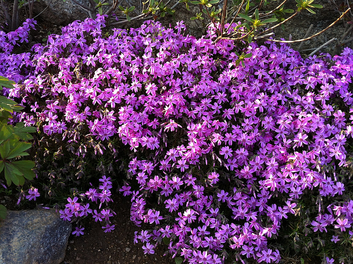 квіти, фіолетовий, пурпурні квіти, фоновому режимі