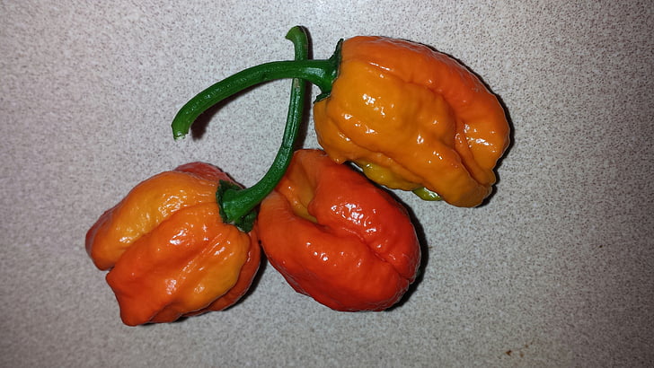 habanero peppers, hot, vegetable, bright orange, food, pepper - Vegetable, freshness