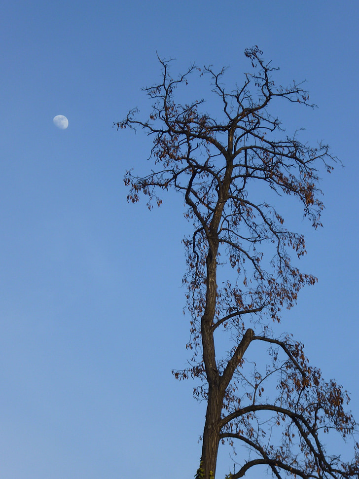 puu, Moon, sininen, taivas