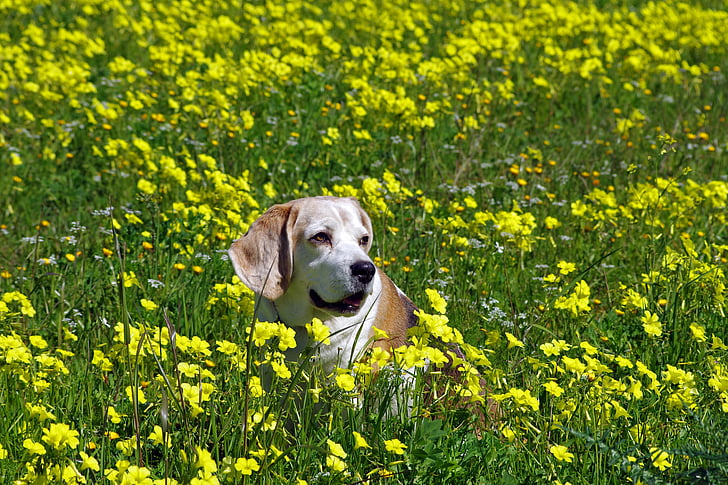 Beagle, köpek, yaşlı, enfiye, tazı, Arkadaş, burun