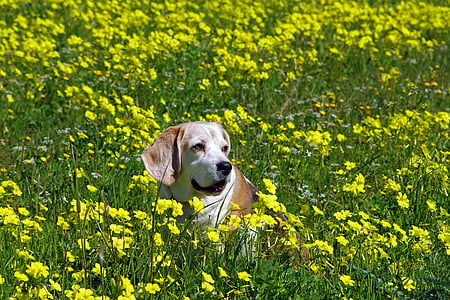 beagle, dog, elderly, snuff, hound, friend, nose