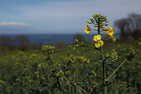 oilseed rape, yellow, blue, blossom, bloom, summer, landscape