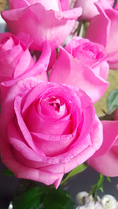 levantou-se, -de-rosa, flor-de-rosa, plantas, linda, flor, rosas cor de rosa