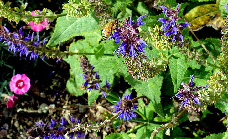 animal, insecte, abella de la mel, flors, color, jardí, l'estiu