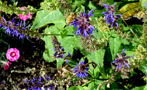 animal, insecte, abella de la mel, flors, color, jardí, l'estiu