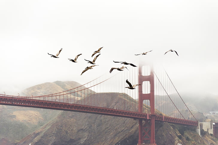 birds, bridge, flight, flock, flying, golden gate bridge, landscape
