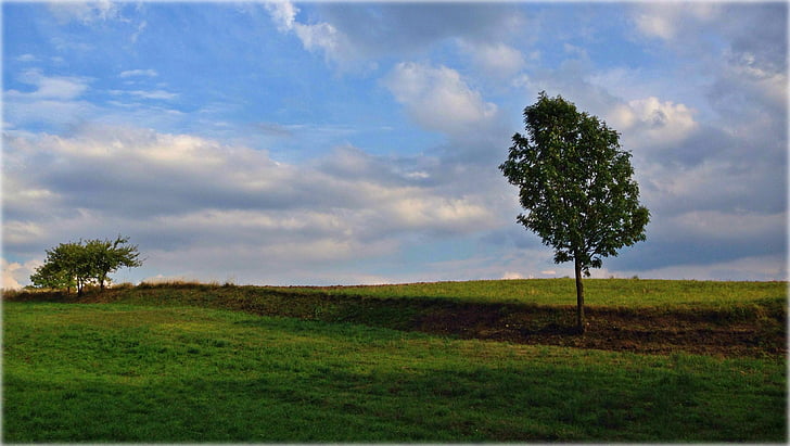 Olkusz, Polònia, arbre, paisatge, núvols, tardor, Prat