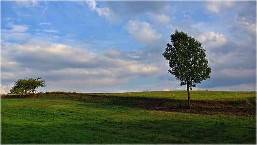 Olkusz, Pologne, arbre, paysage, nuages, automne, Meadow