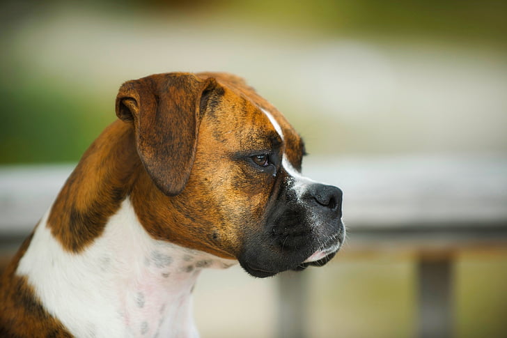 boxer, dog, animal, pet, closeup, macro, profile
