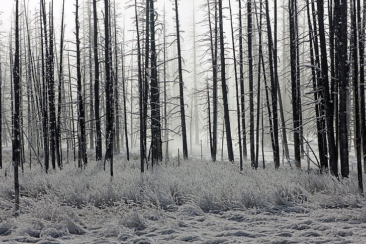 skov, Frost, træer, vinter, morgen, natur, landskab