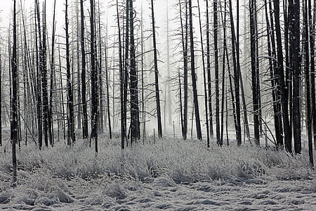 δάσος, παγετός, δέντρα, Χειμώνας, το πρωί, φύση, τοπίο
