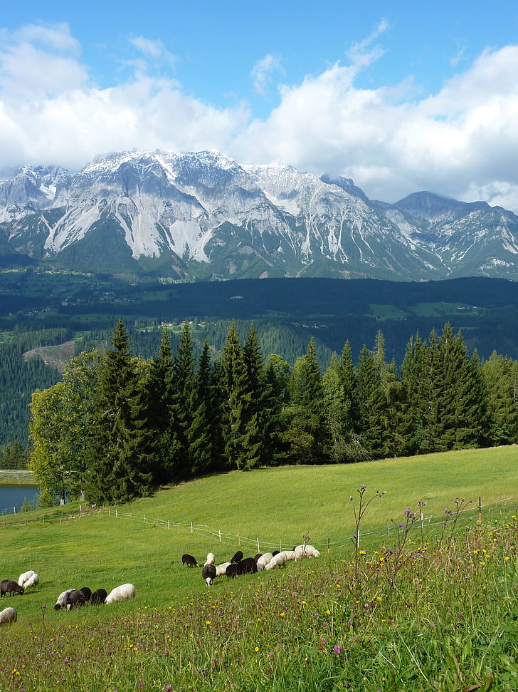 Mountain heinamaa, lambad karjamaal, Austria, Alm, Panorama, mäed, loodus