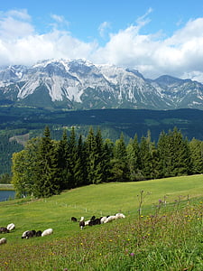 Mountain meadow, får græs, Østrig, Alm, Panorama, bjerge, natur
