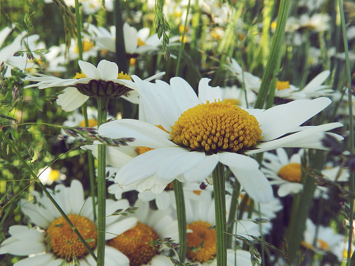 Daisy, alam, rumput, bunga, musim panas, putih, musim semi