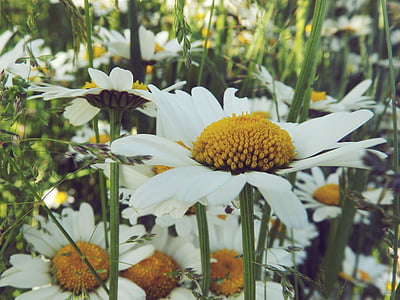 Daisy, natur, græs, blomst, sommer, hvid, forår