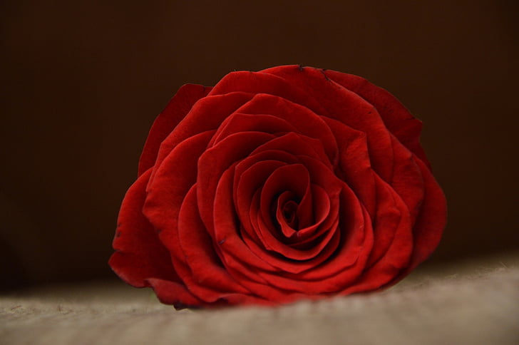 red, rose, gray, textile, petal, flower, bloom