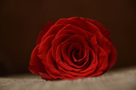 červená, růže, šedá, textilní, okvětní lístek, květ, Bloom