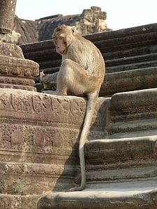 Kambodsja, Angkor, tempelkomplekset, Angkor wat, historie, historisk, Monkey