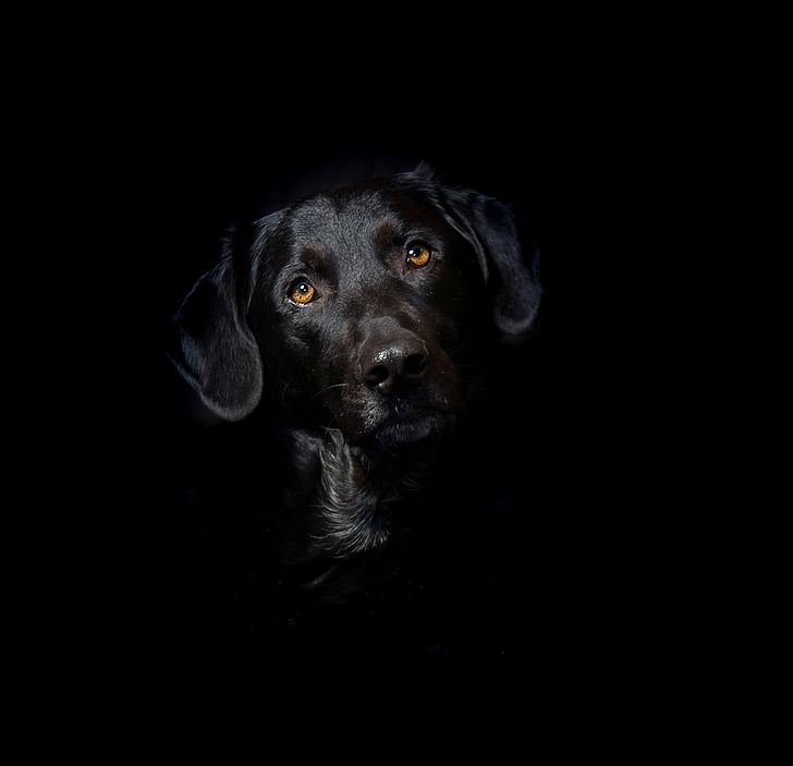 Labrador, hibrid, mix, kutya, állat, PET, fekete