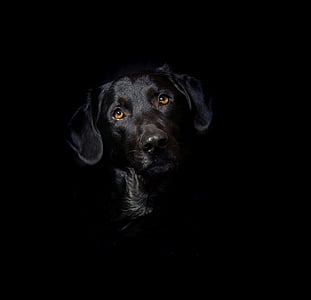 Labrador, híbrid, barreja, gos, animal, animal de companyia, negre