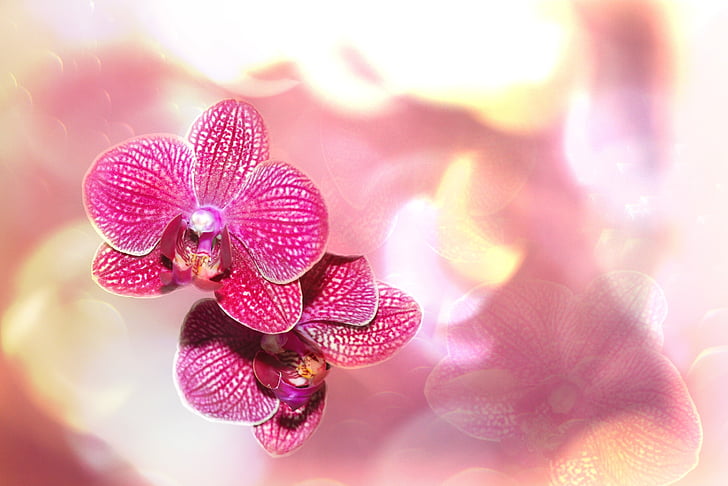 orchid, bokeh, flower, blossom, bloom, plant, close