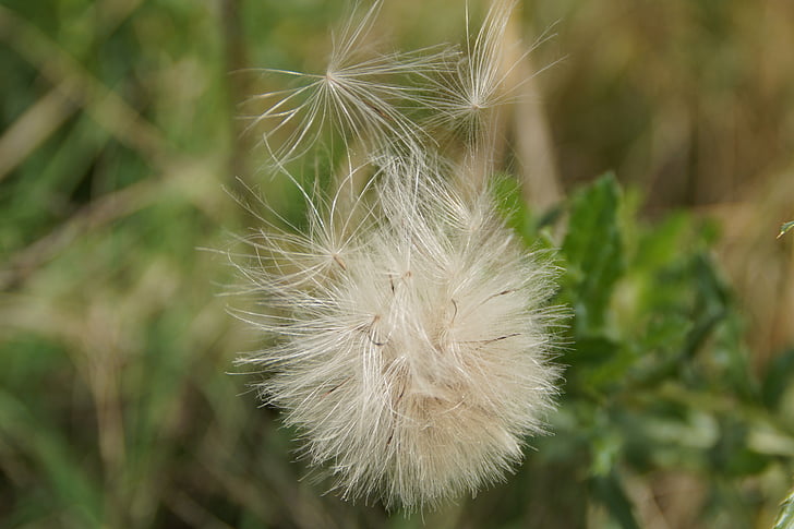 semillas, semillas voladoras, puerca, viento, Fluffy, suave