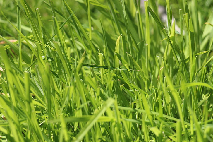 Grass, Rush, Grün, Wiese, Natur, Halme, Struktur