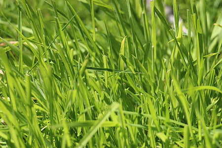 трева, Ръш, Грийн, ливада, природата, halme, структура