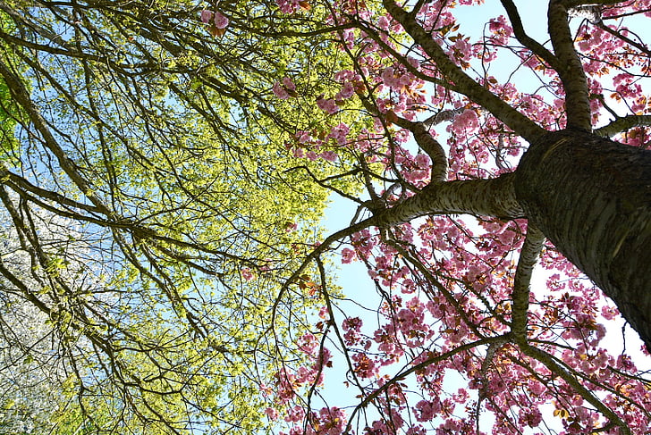 træ, grøn, Pink, natur, blad, forår, gren