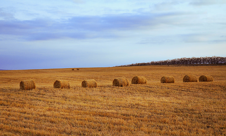 Hay, Bale, Bales, paille, piles, pile, Agriculture