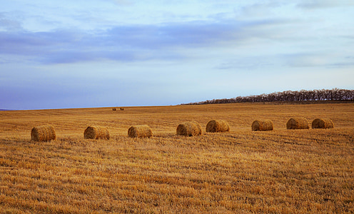 hay, bale, bales, straw, stacks, stack, agriculture