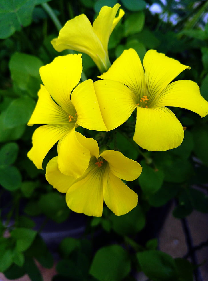 flower, yellow, petals, pistil, garden