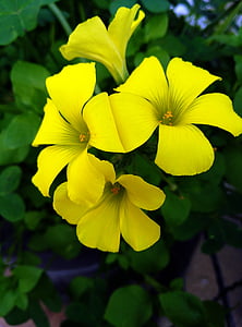 fiore, giallo, petali di, pistillo, giardino