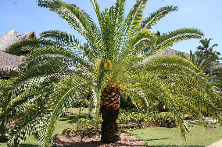 Karayipler, Palm, tatil, Dominik Cumhuriyeti, palmiye ağacı, tropikal, rüya tatil