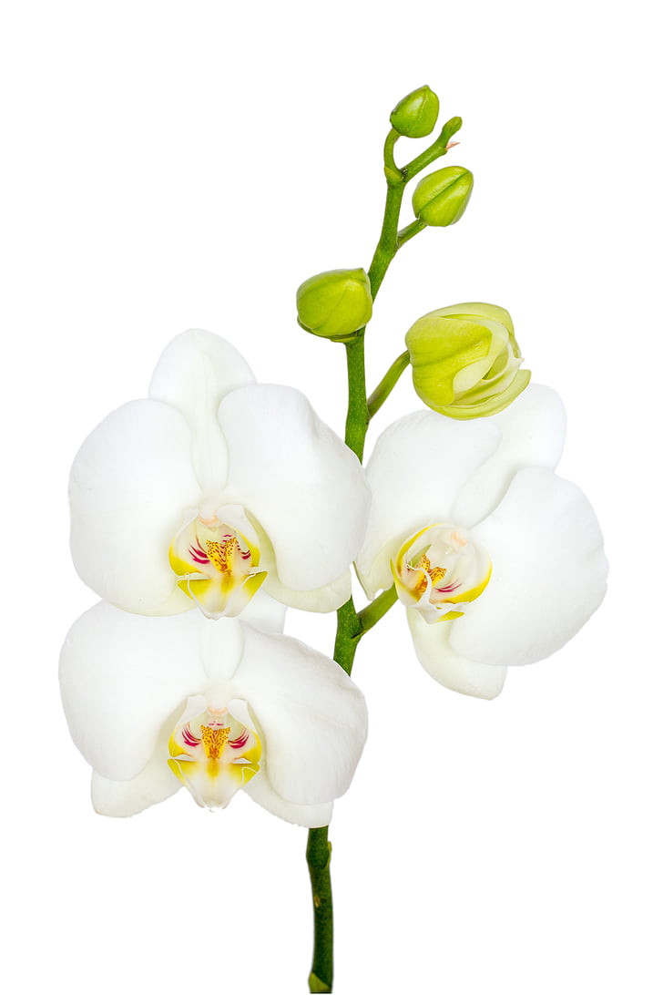 flower, orchid, macro, white, rose - flower, flower head, petal