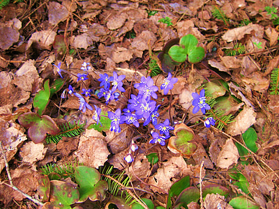 mùa xuân, pennywort, rừng, Phần Lan