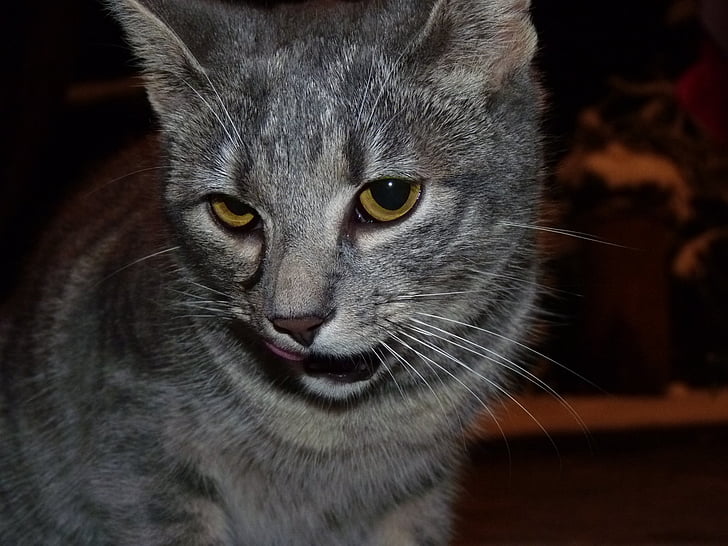 cat, kitten, mammal, animal, pet, fur