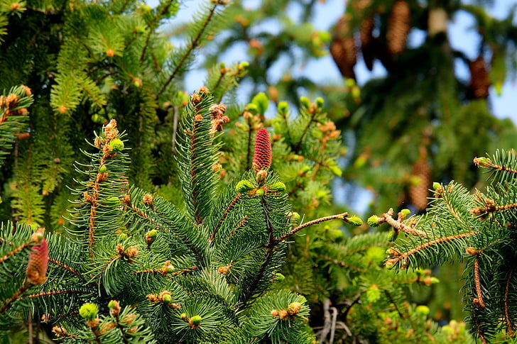 fir, christmas tree, tree, nature, fir needle, fir green, green
