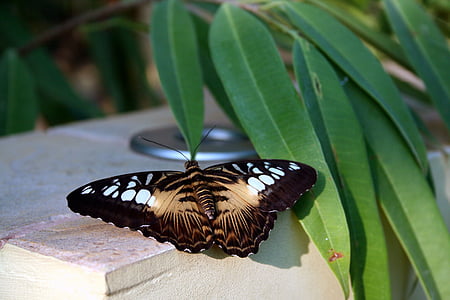 Motyl, Natura, owad, zbliżenie, owady tropikalne