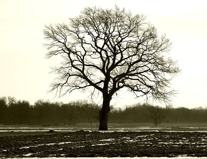 arbre, individuellement, branches, esthétique, nature de la silhouette, humeur, hiver
