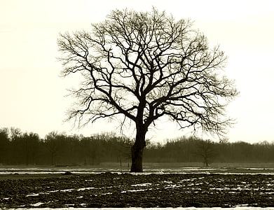 árbol, individualmente, sucursales, estética, naturaleza de la silueta, Estado de ánimo, invierno