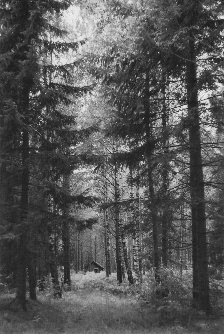 trees, forest, woods, nature, black and white