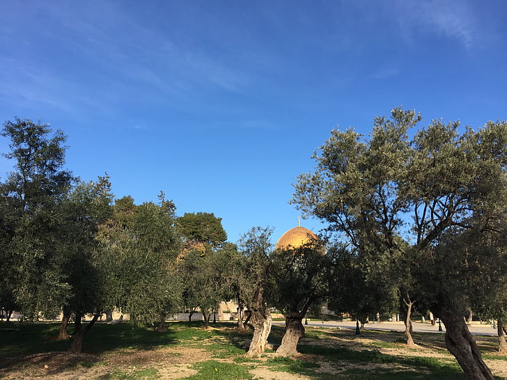 Israel, tempelet, oliven, treet, natur