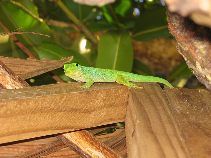 Gecko, zelená, ještěrka, zelená gecko, Seychely, Flora