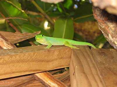 gecko, green, lizard, green gecko, seychelles, flora