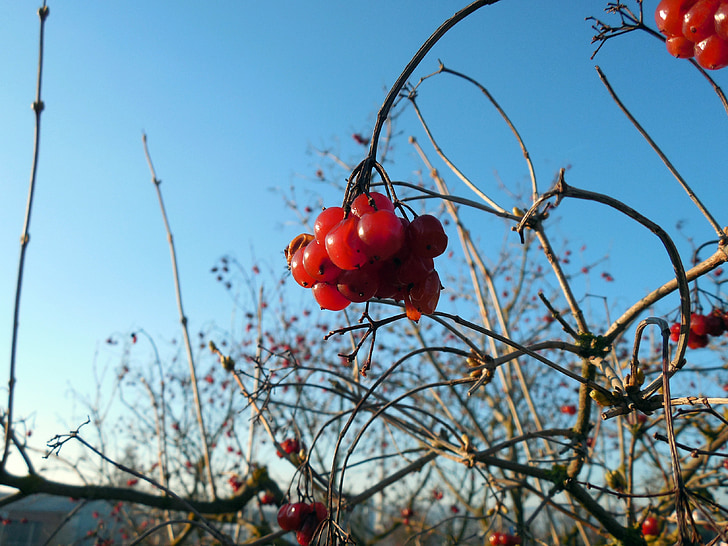 Berry, plante, fruits, rouge, printemps, branches, rouge Berry