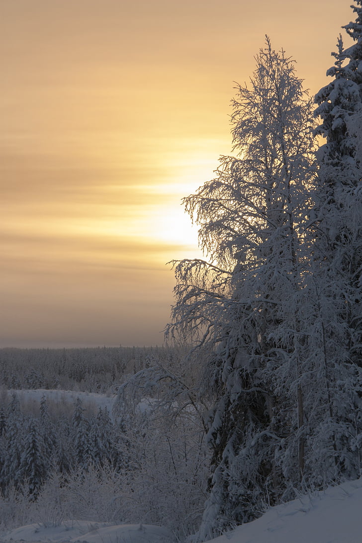 frost, winter, orange, sky, sunset, nature, snow