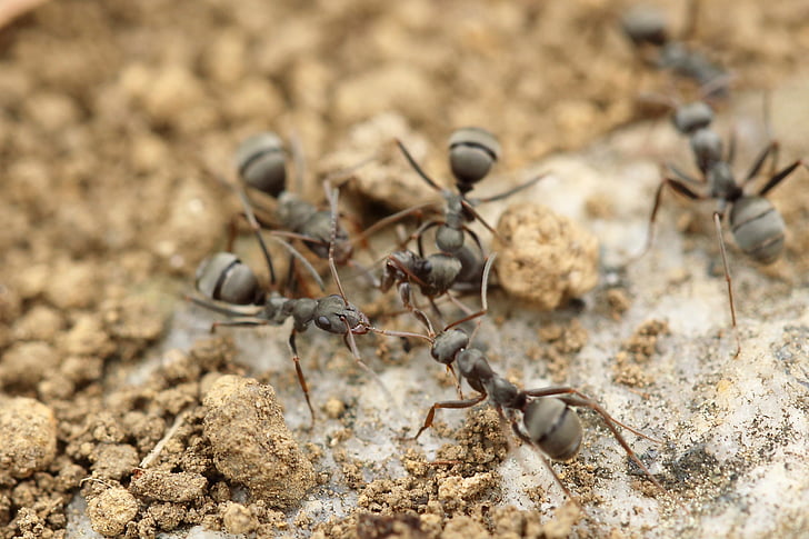 hormiga, insectos, macro, cerrar, cierre para arriba, suelo, naturaleza
